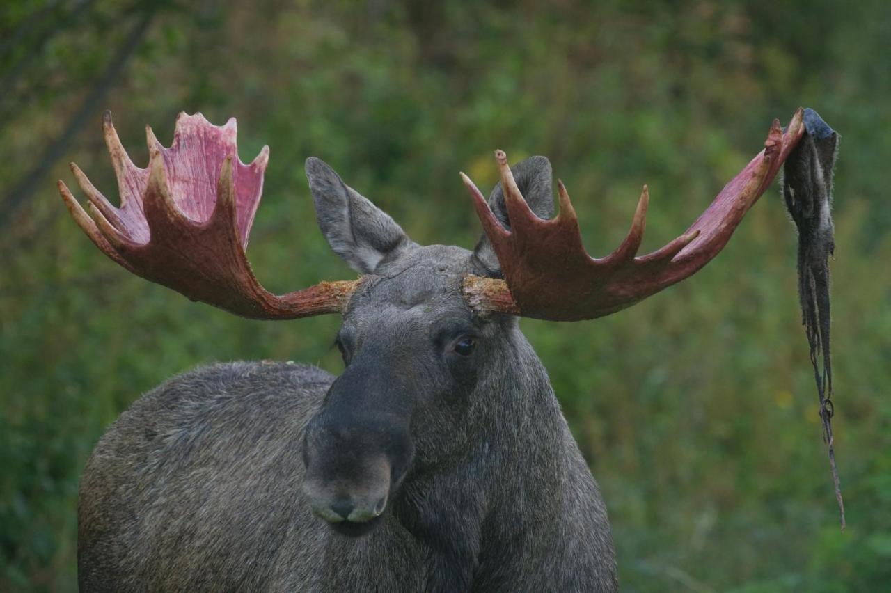 Bostad Wildlife Panorama Lofoten מראה חיצוני תמונה